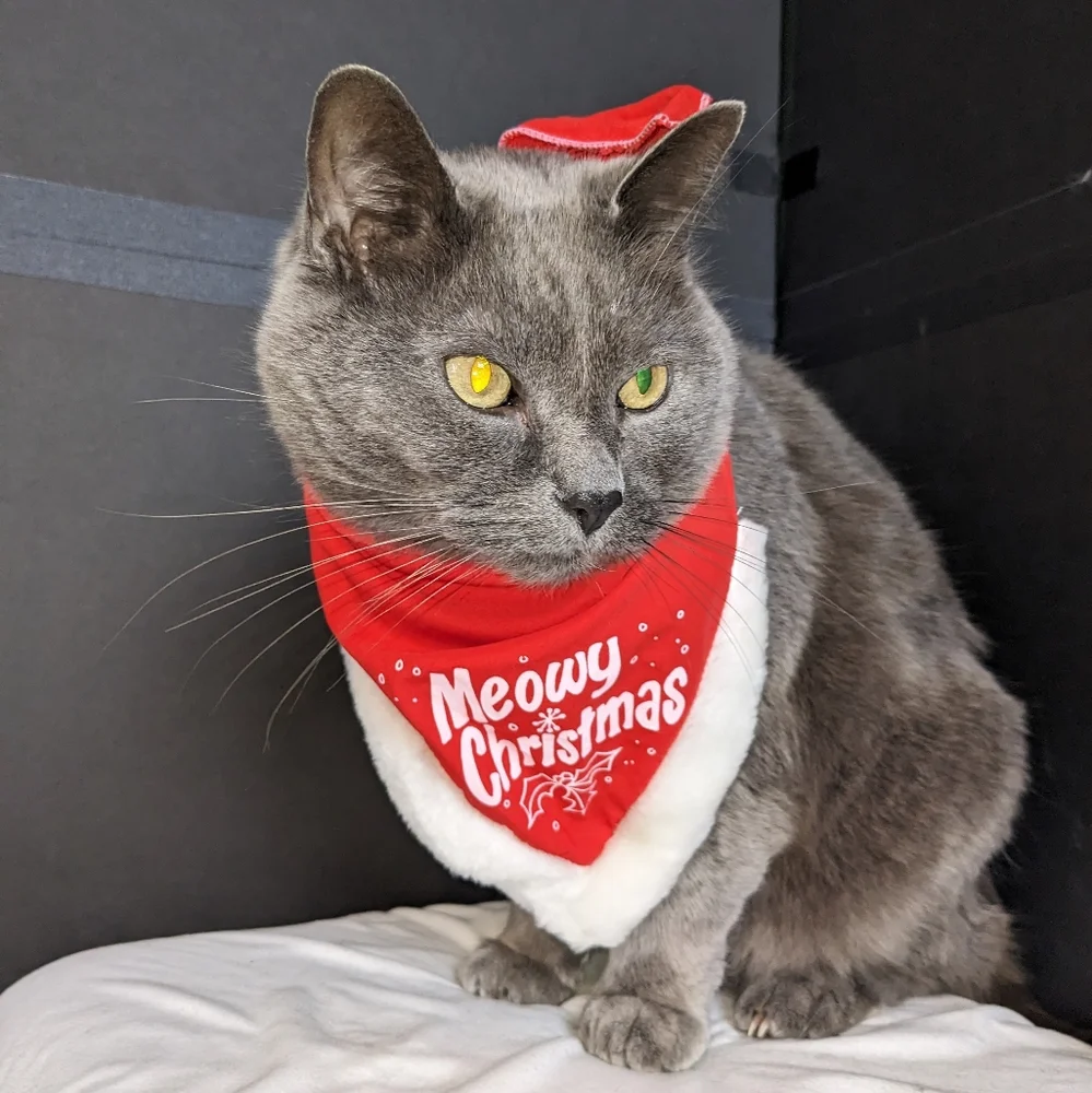 🏈 Cat bandana EUC Meowy Christmas red white fur
